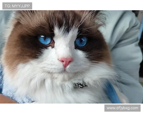 足球球星宠物猫品种揭秘:明星球员们偏爱的猫咪种类与养宠心得